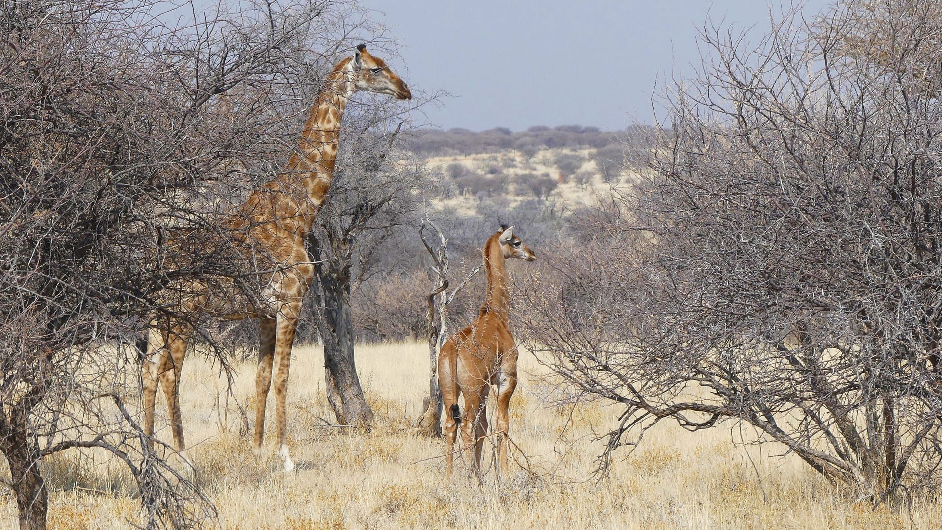 Dem Fotografen Eckart Demasius gelang diese Aufnahme der fleckenlosen Giraffe in Namibia.