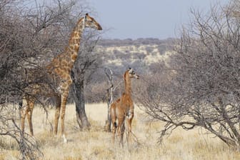 Dem Fotografen Eckart Demasius gelang diese Aufnahme der fleckenlosen Giraffe in Namibia.