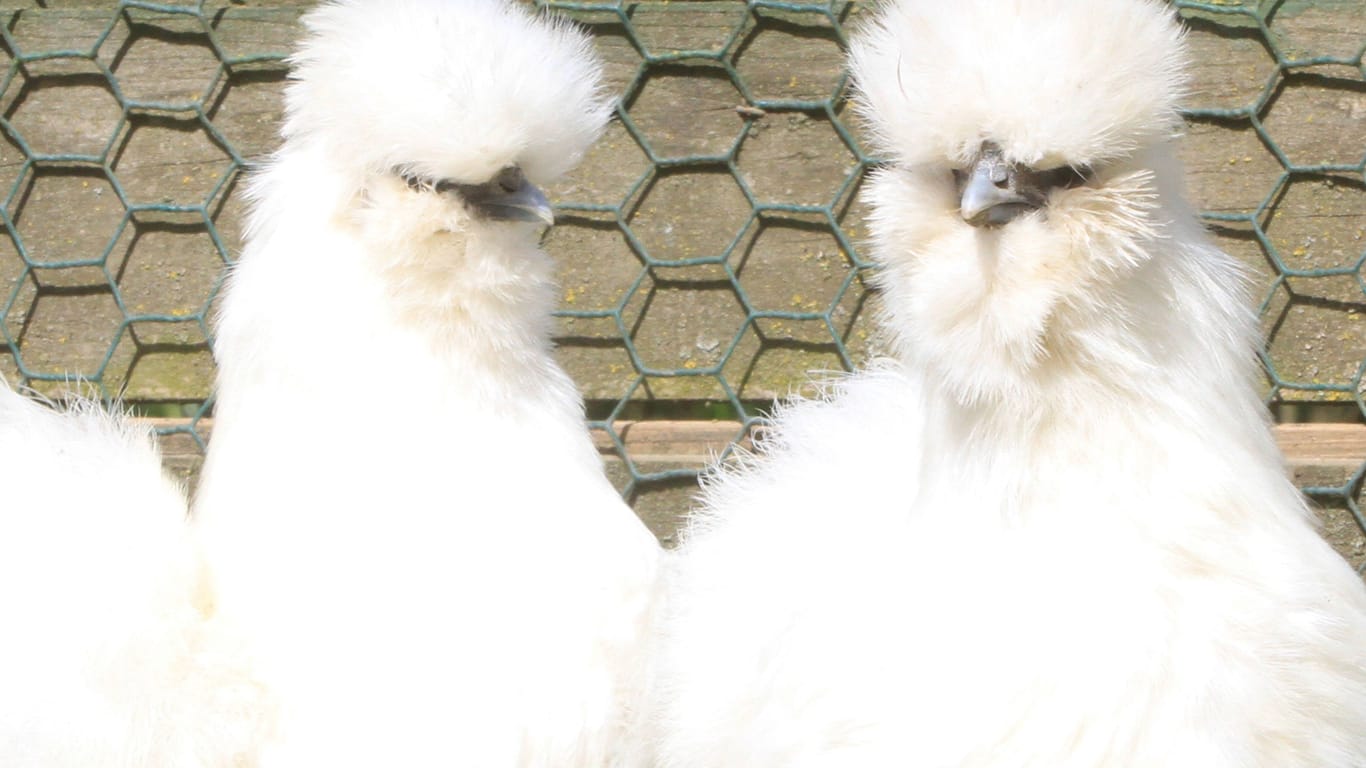 Zwei Seidenhühner (Symbolbild):