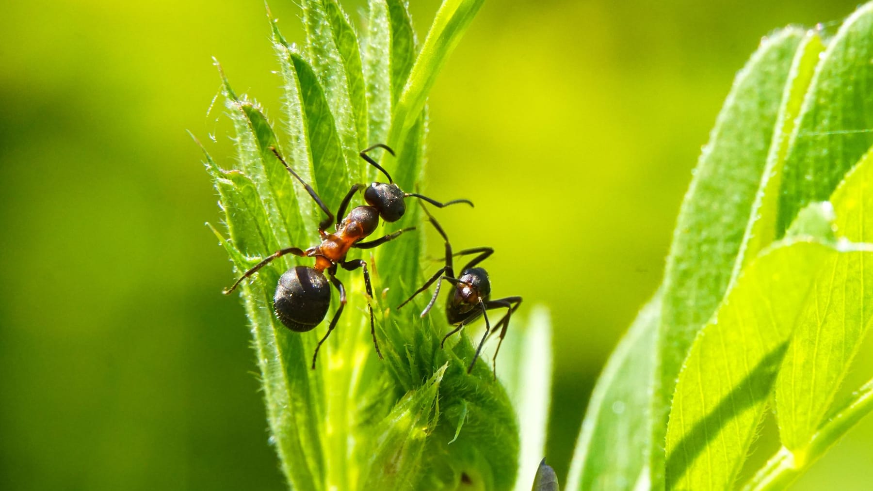 Ameisen im Garten gut oder schlecht? Darauf sollten Sie achten