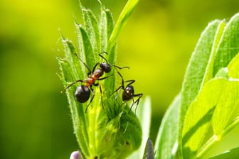 Hausmittel wie Essig oder Zitrone haben einen starken Geruch, der die Ameisen fern hält.