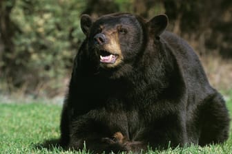 Ein amerikanischer Schwarzbär (Symbolbild).