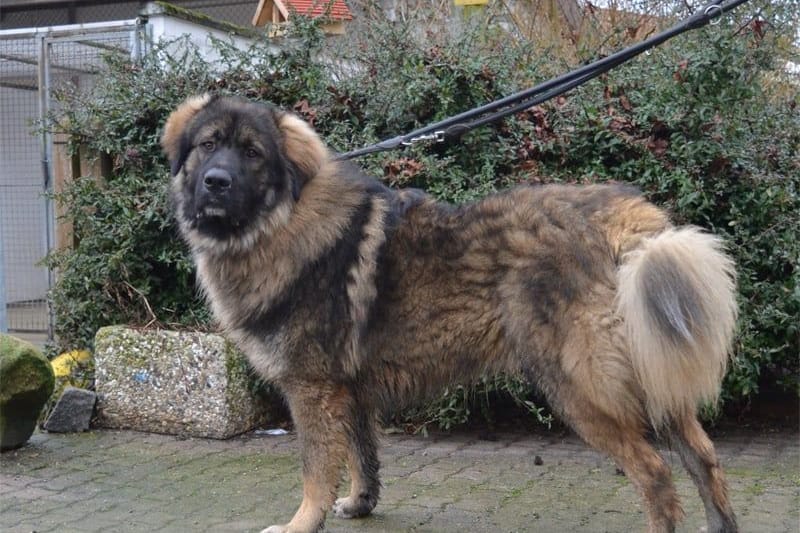 Boris: Das Tier mit einer Schulterhöhe von rund 77 Zentimetern ist ein Herdenschutzhund.