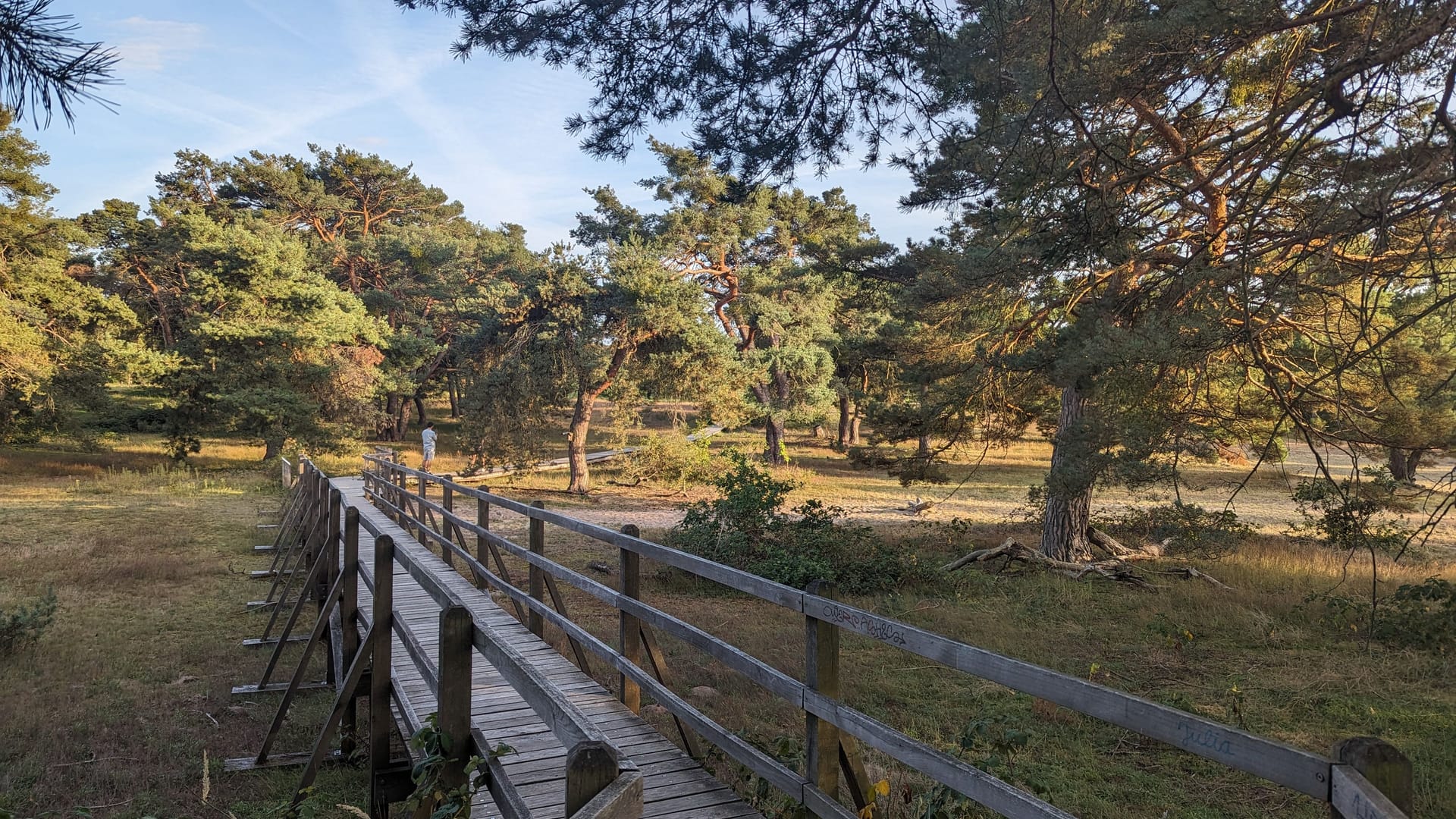 Ein Holzsteg führt durch die Schwanheimer Düne in Frankfurt. Die Landschaft ist umgeben von alten Kiefern und in der nahen Ferne scheint die Nachmittagssonne.