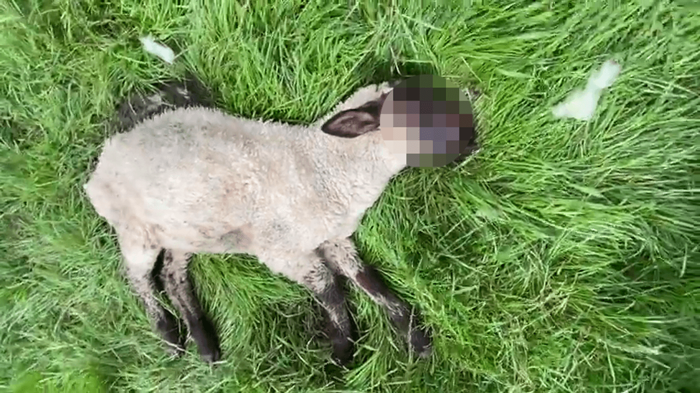 Ein Schaf liegt auf einer Wiese: Krähen haben dem noch lebenden Tier das Gesicht und ein Auge zerpickt.