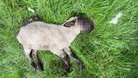 Ein Schaf liegt auf einer Wiese: Krähen haben dem noch lebenden Tier das Gesicht und ein Auge zerpickt.
