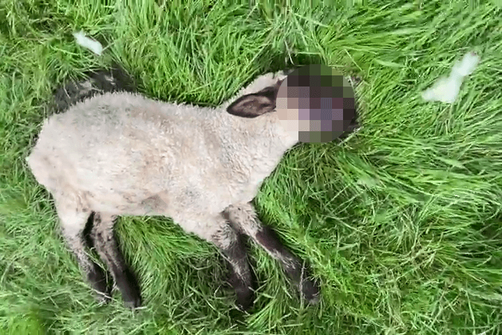 Ein Schaf liegt auf einer Wiese: Krähen haben dem noch lebenden Tier das Gesicht und ein Auge zerpickt.