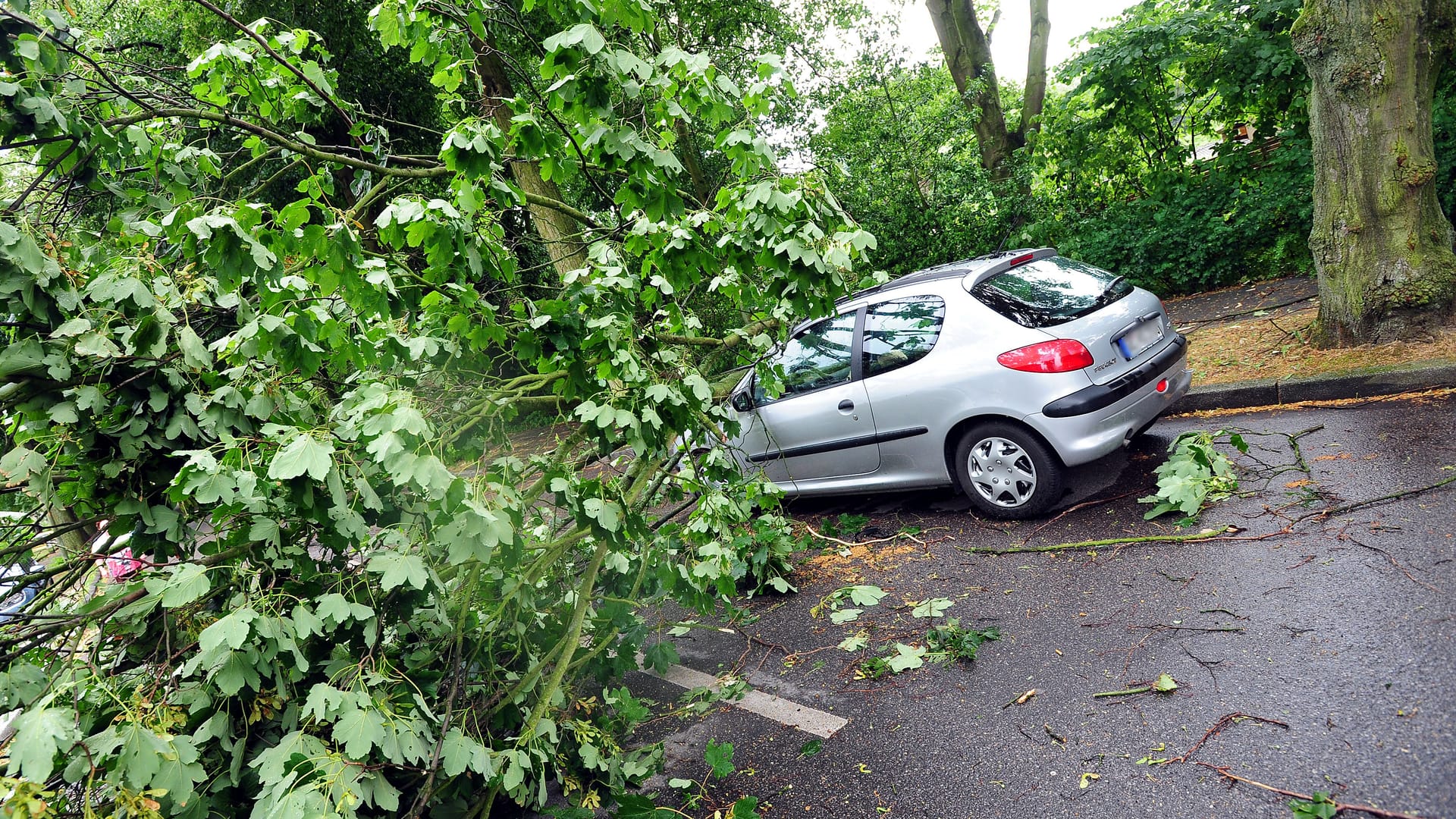 Aus heiterem Himmel: Fällt ein Ast von einem Baum auf ein Auto, kann der Schaden mitunter beträchtlich sein.