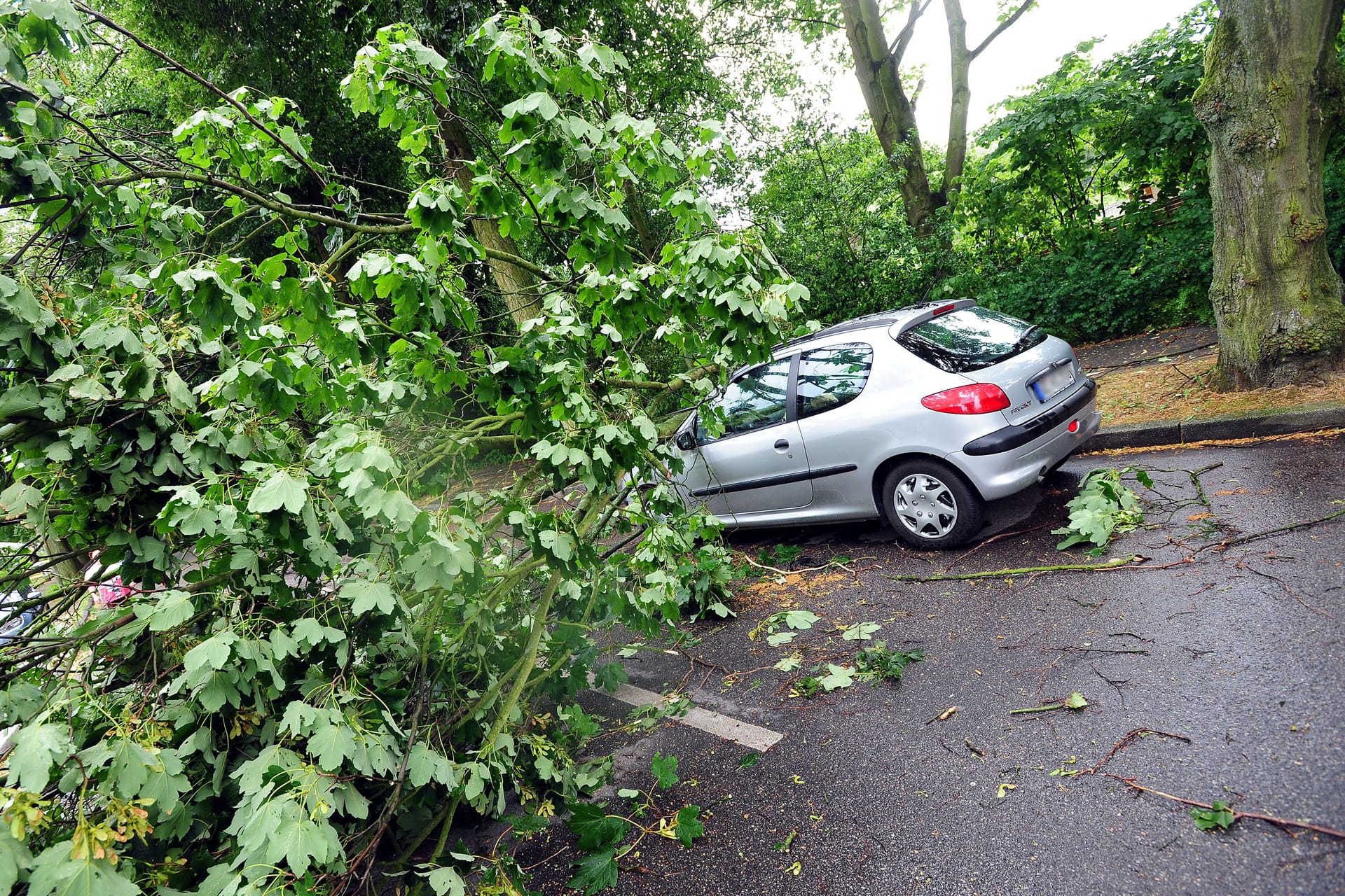 Aus heiterem Himmel: Fällt ein Ast von einem Baum auf ein Auto, kann der Schaden mitunter beträchtlich sein.