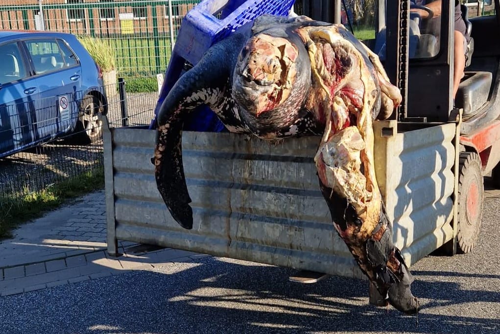 Die tote Lederschildkröte wird auf einem Bagger transportiert: Das Reptil soll nun untersucht werden.