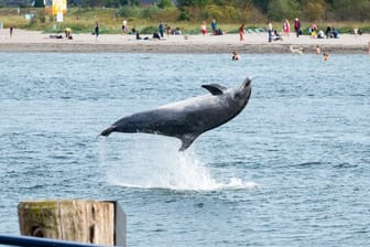 Ein Delfin springt in der Trave vor dem Strandbad aus dem Wasser