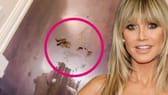 Die Hunde von Heidi Klum haben ein Geschäft auf der Treppe hinterlassen