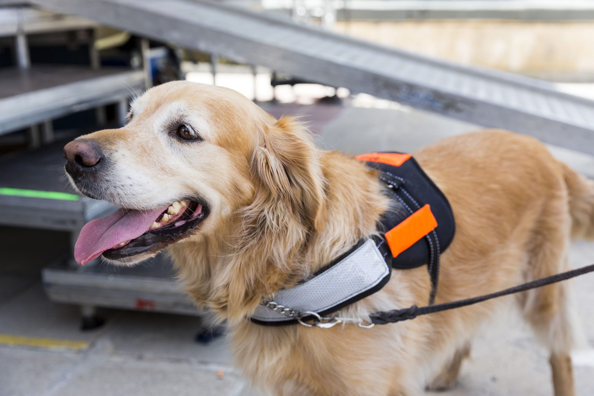 Ein Blindenführhund (Archivbild): Der Radfahrer regte sich über das Tier auf.