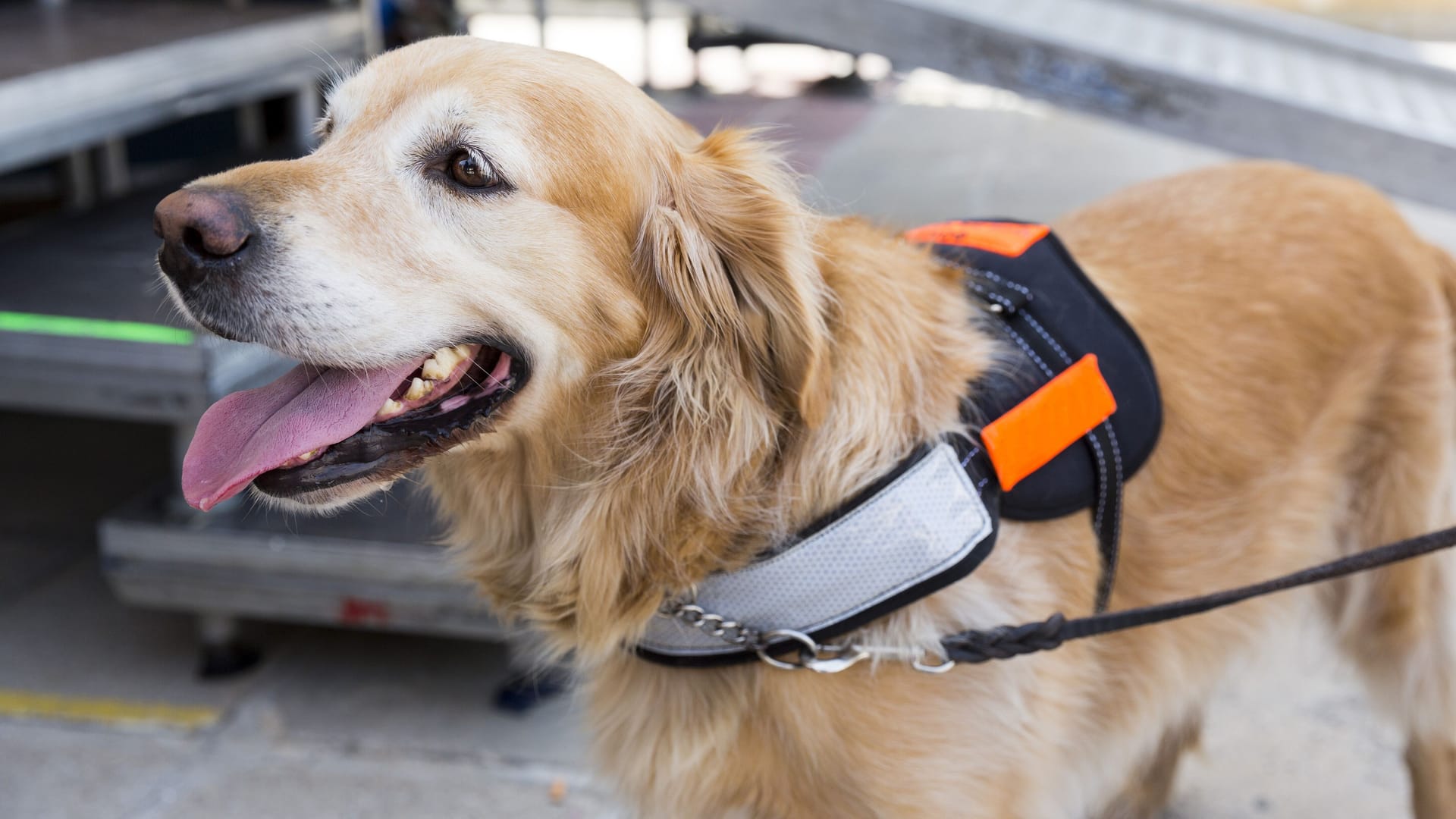 Ein Blindenführhund (Archivbild): Der Radfahrer regte sich über das Tier auf.