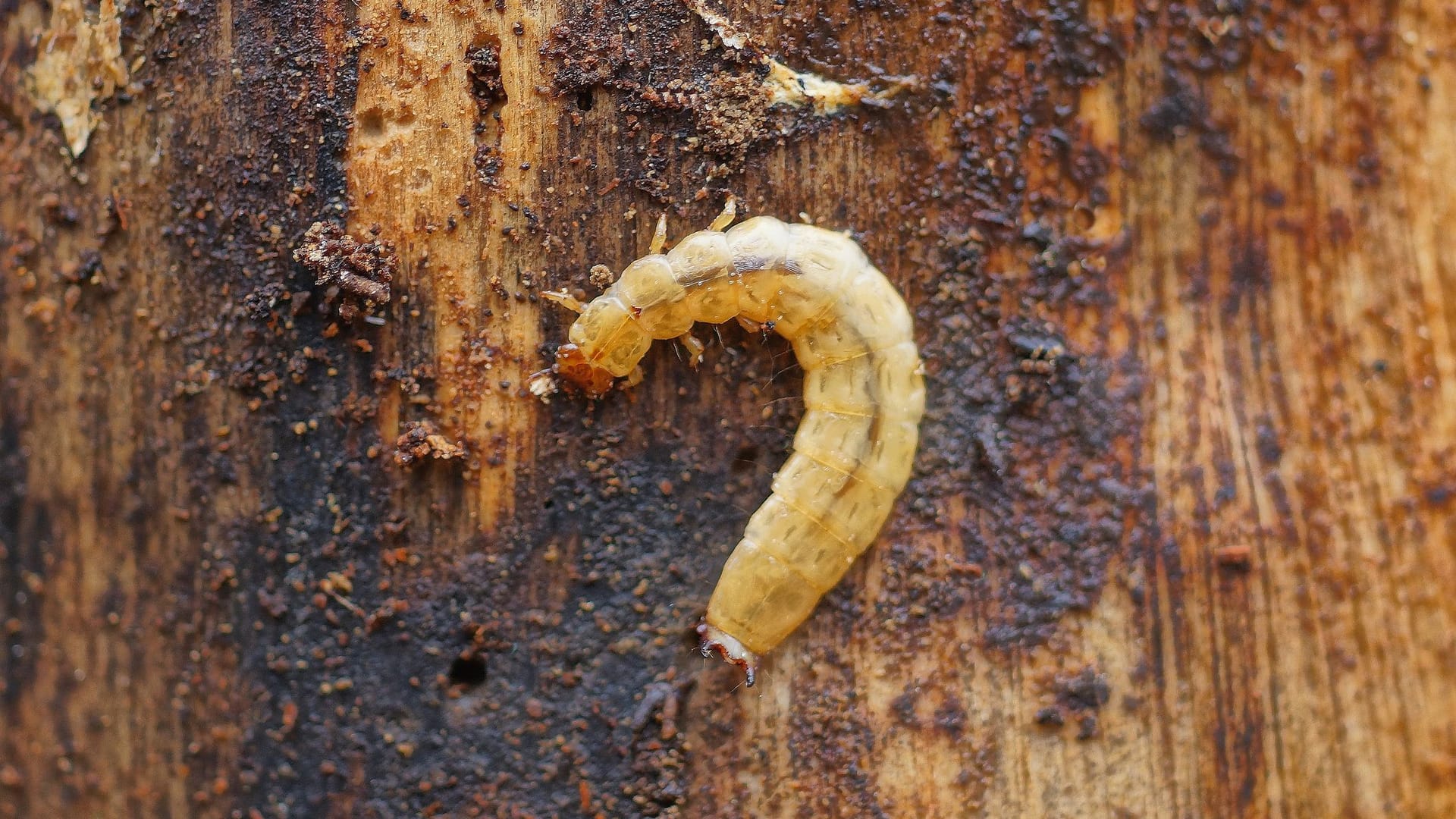 Holzwurm-Larven überleben nur, wenn das Holz feucht genug ist.