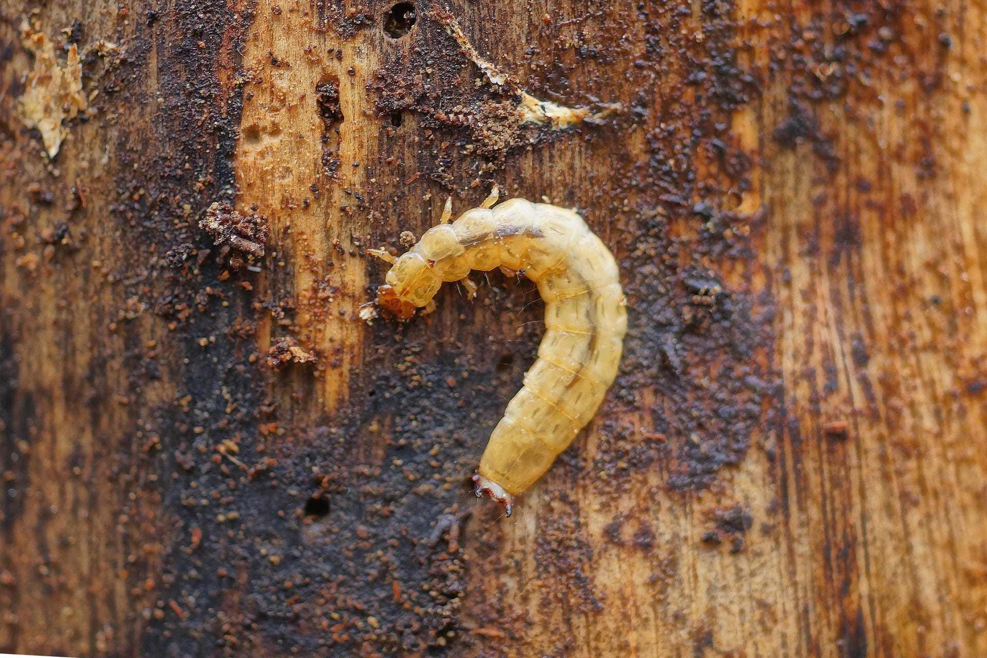 Holzwurm-Larven überleben nur, wenn das Holz feucht genug ist.