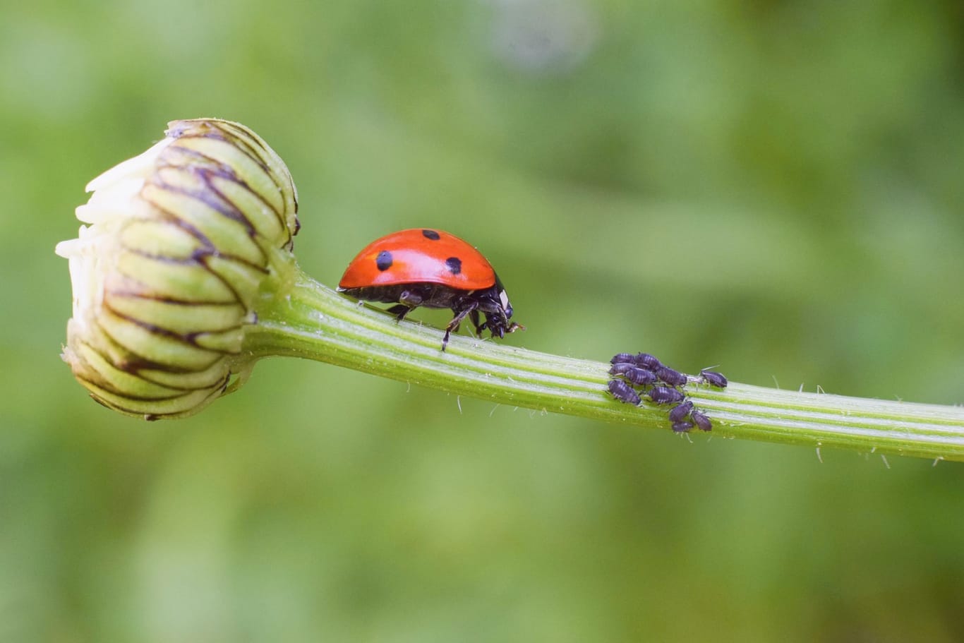 Marienkäfern können Ihnen auf natürliche Weise helfen, Blattläuse loszuwerden.