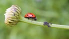 Marienkäfern können Ihnen auf natürliche Weise helfen, Blattläuse loszuwerden.
