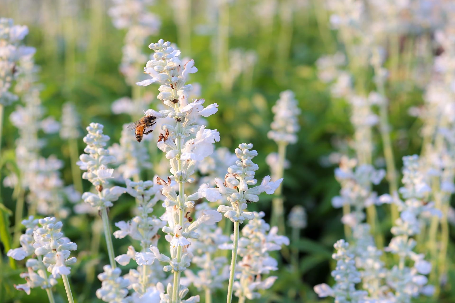 Weißer Lavendel ist auch in der Insektenwelt sehr beliebt und wird gern aufgesucht.