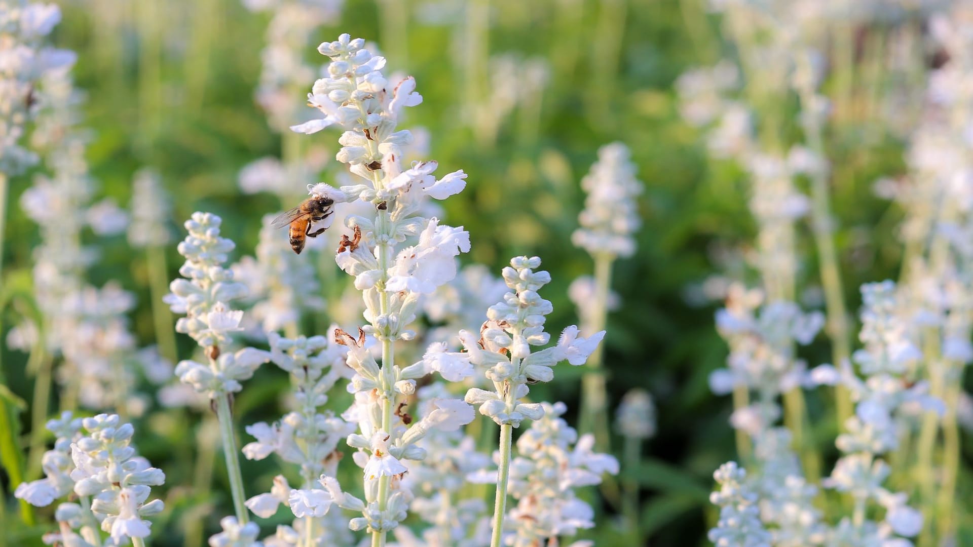 Weißer Lavendel ist auch in der Insektenwelt sehr beliebt und wird gern aufgesucht.