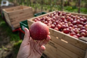 Zu Beginn der Apfelernte hatte der Obstbau-Verband mit rund 52.000 Tonnen gerechnet. Nun hofft Jentzsch, dass es doch etwas mehr werden.