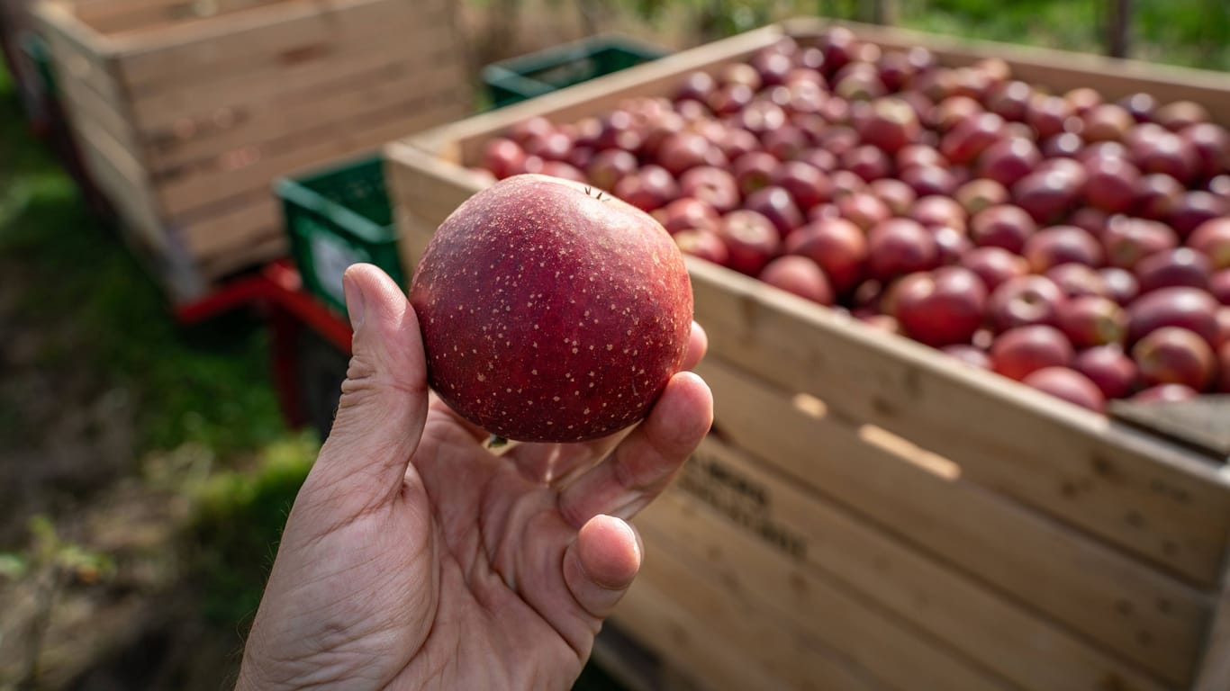 Zu Beginn der Apfelernte hatte der Obstbau-Verband mit rund 52.000 Tonnen gerechnet. Nun hofft Jentzsch, dass es doch etwas mehr werden.