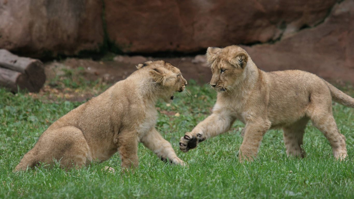So niedlich: Bilder aus dem Jahr 2006, als es im Nürnberger Tiergarten ebenfalls Nachwuchs bei den Löwen gab.