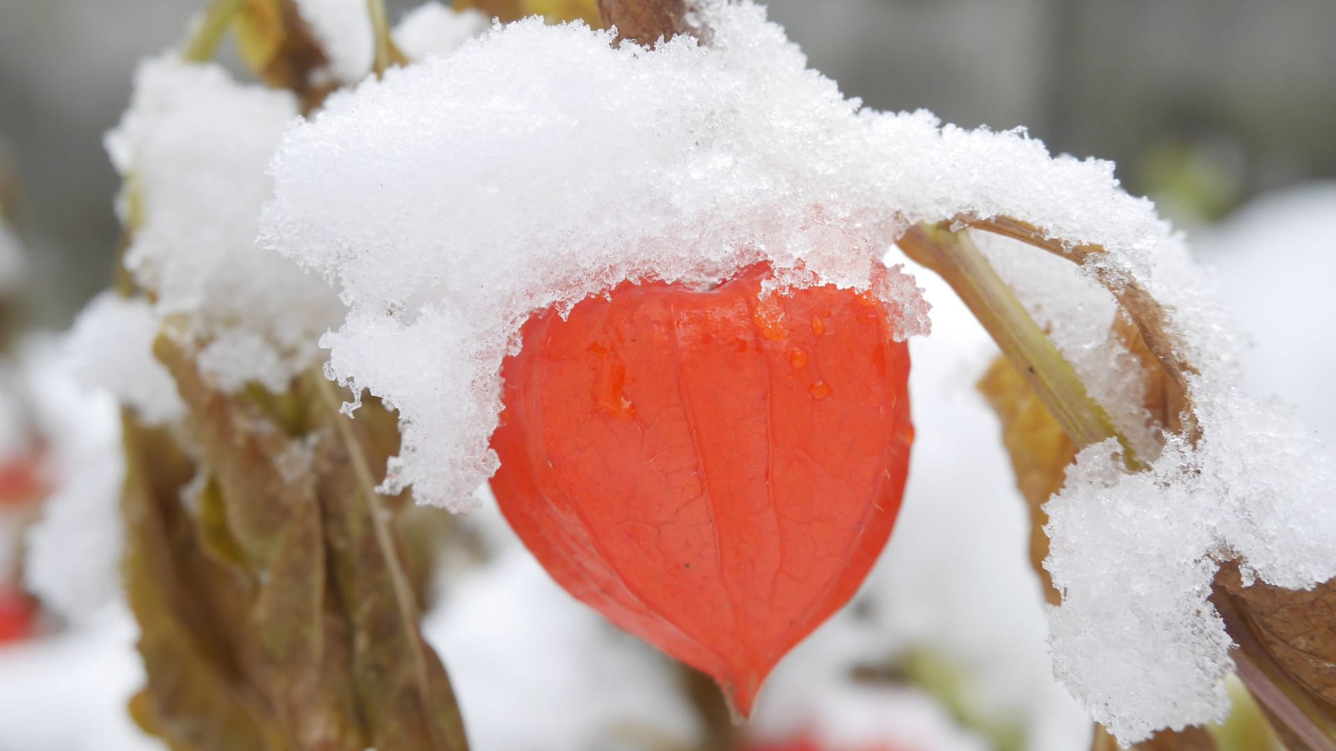 Vor dem Überwintern lohnt es sich, die Triebe der Physalis zu kürzen.