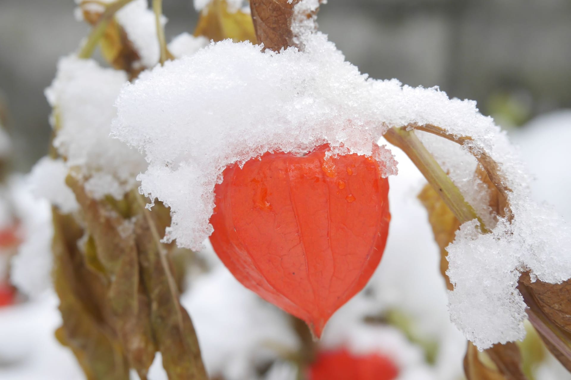 Vor dem Überwintern lohnt es sich, die Triebe der Physalis zu kürzen.