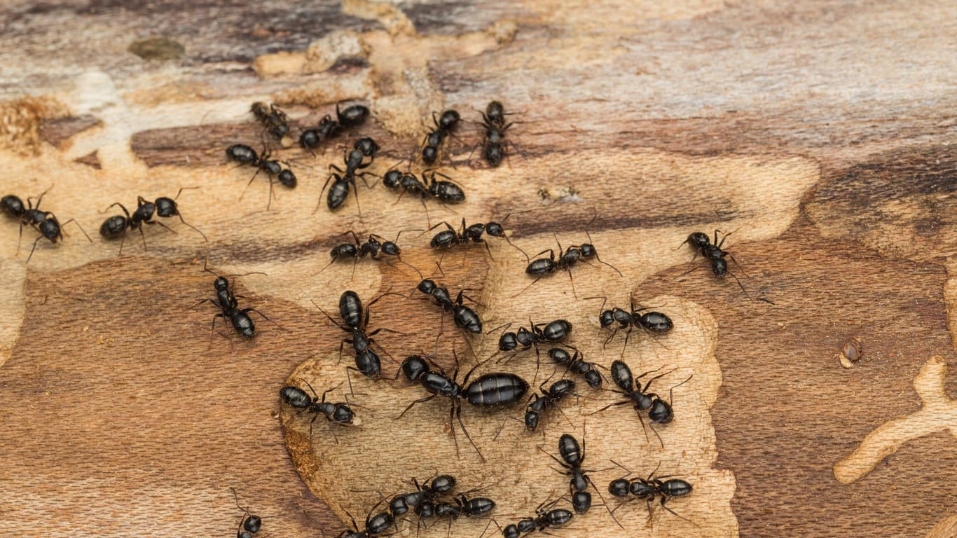 Leimringe können Ameisen vom Klettern und so von Ihrem Baum fernhalten.