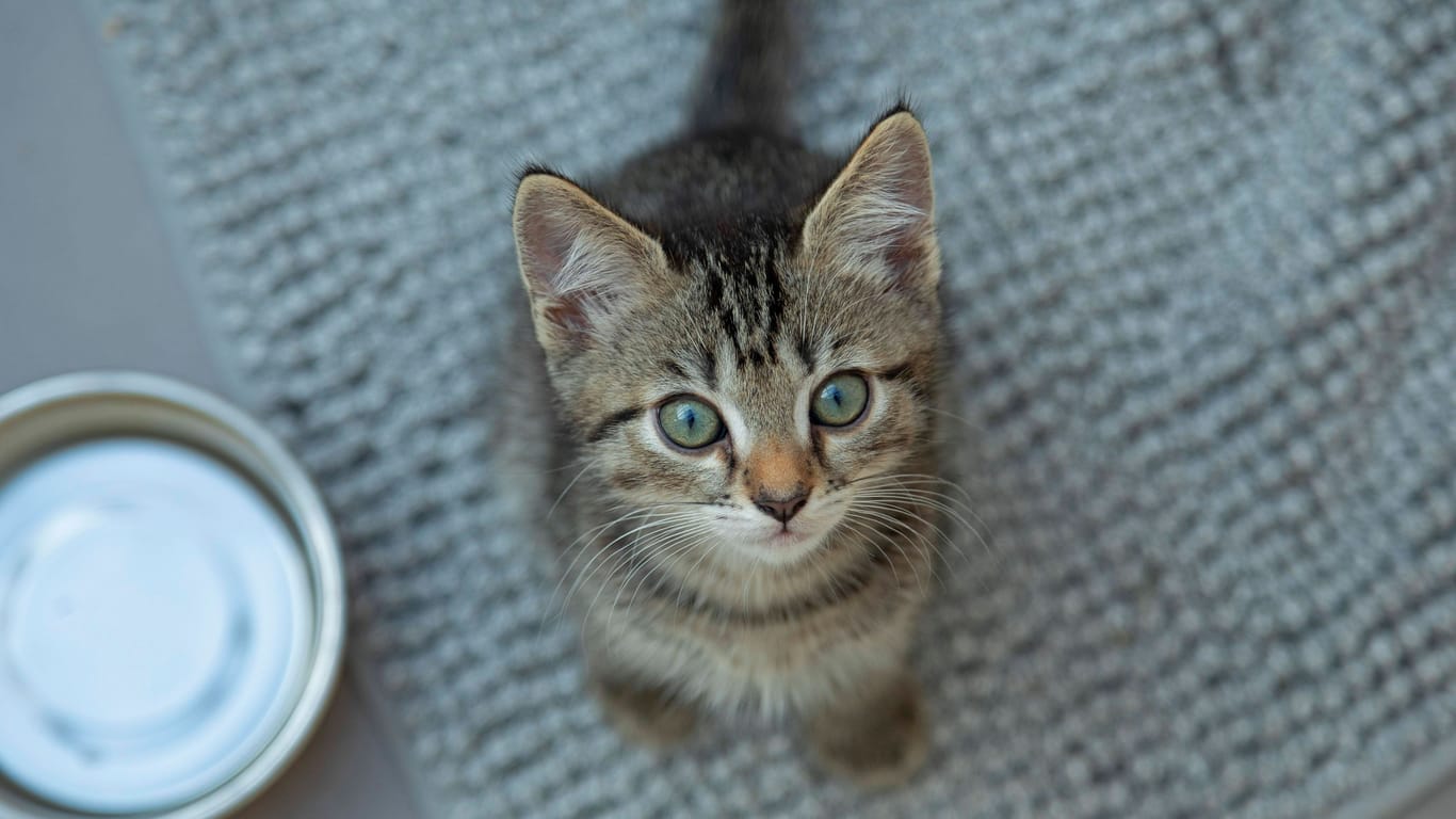 Ein Katzenbaby (Symbolbild): Viele der Tiere sind noch sehr jung.