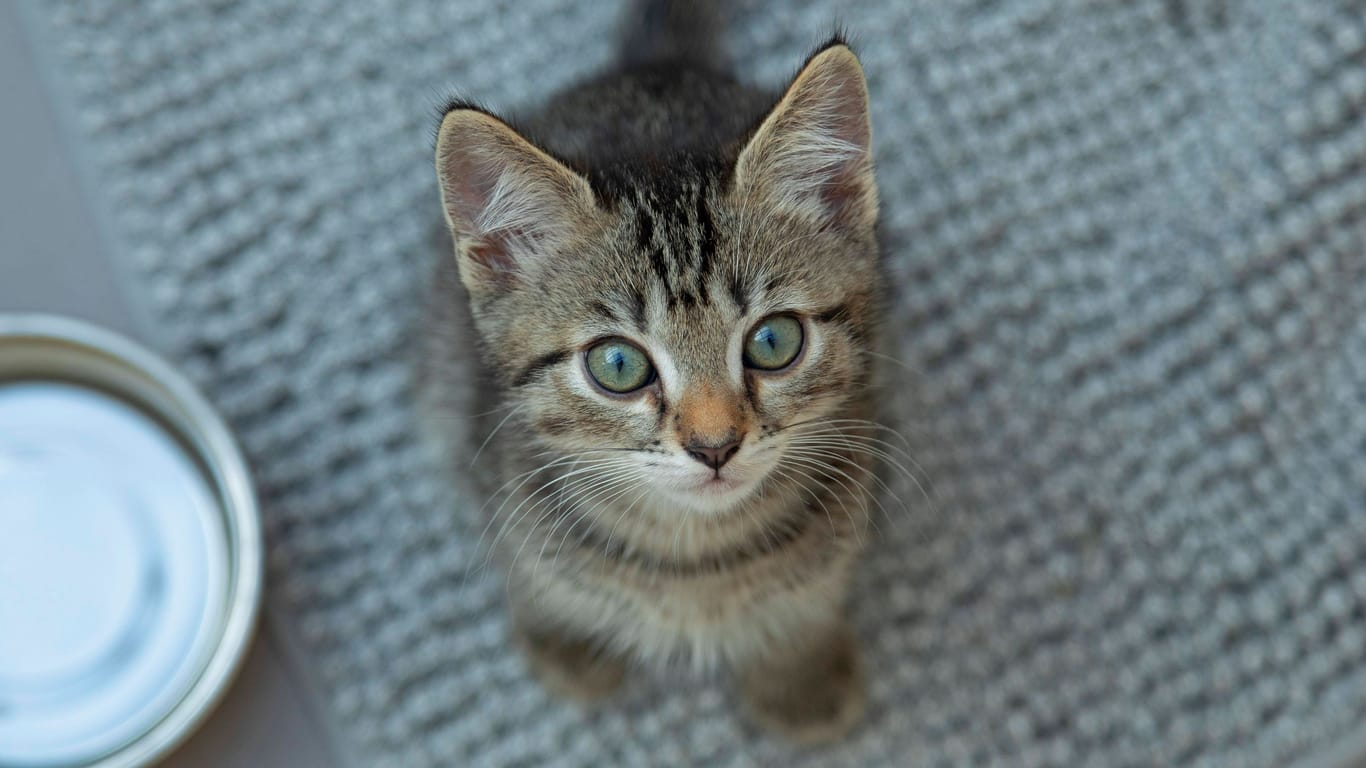 Ein Katzenbaby (Symbolbild): Viele der Tiere sind noch sehr jung.