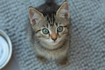 Ein Katzenbaby (Symbolbild): Viele der Tiere sind noch sehr jung.