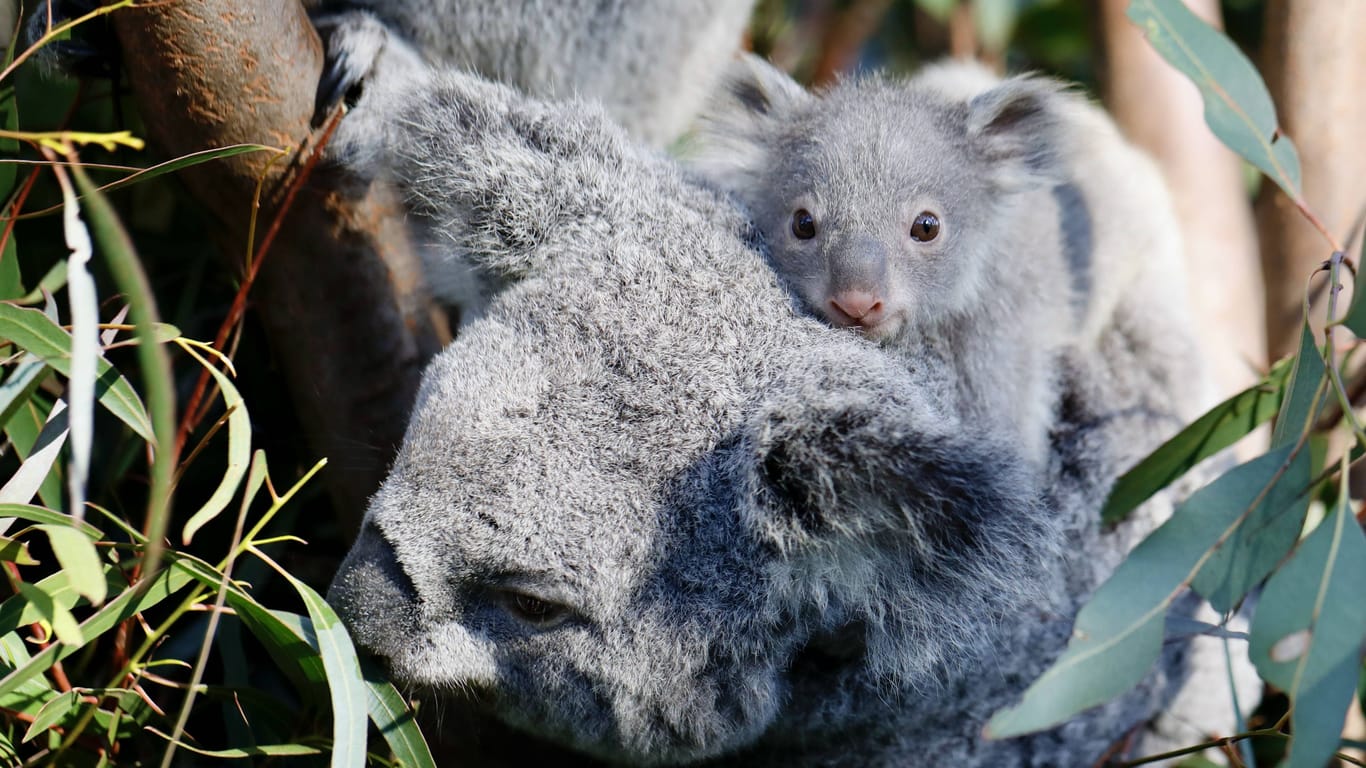 Ein Koala-Baby auf dem Rücken seiner Mutter: Die Waldbrandsaisons 2019 und 2020 waren so verheerend, dass sie als "Schwarze Sommer" bekannt sind. Tausende Koalas und andere Wildtiere verbrannten bei lebendigem Leib.