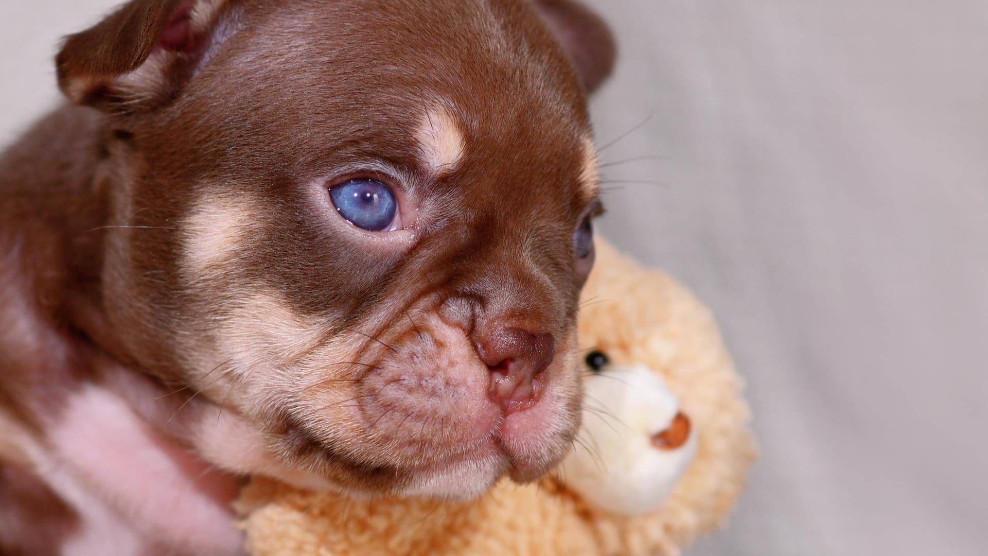 Ein Französischer Bulldoggen Welpe (Archivbild): Niedersachsen will zukünftig gegen sogenannte Qualzuchten vorgehen.