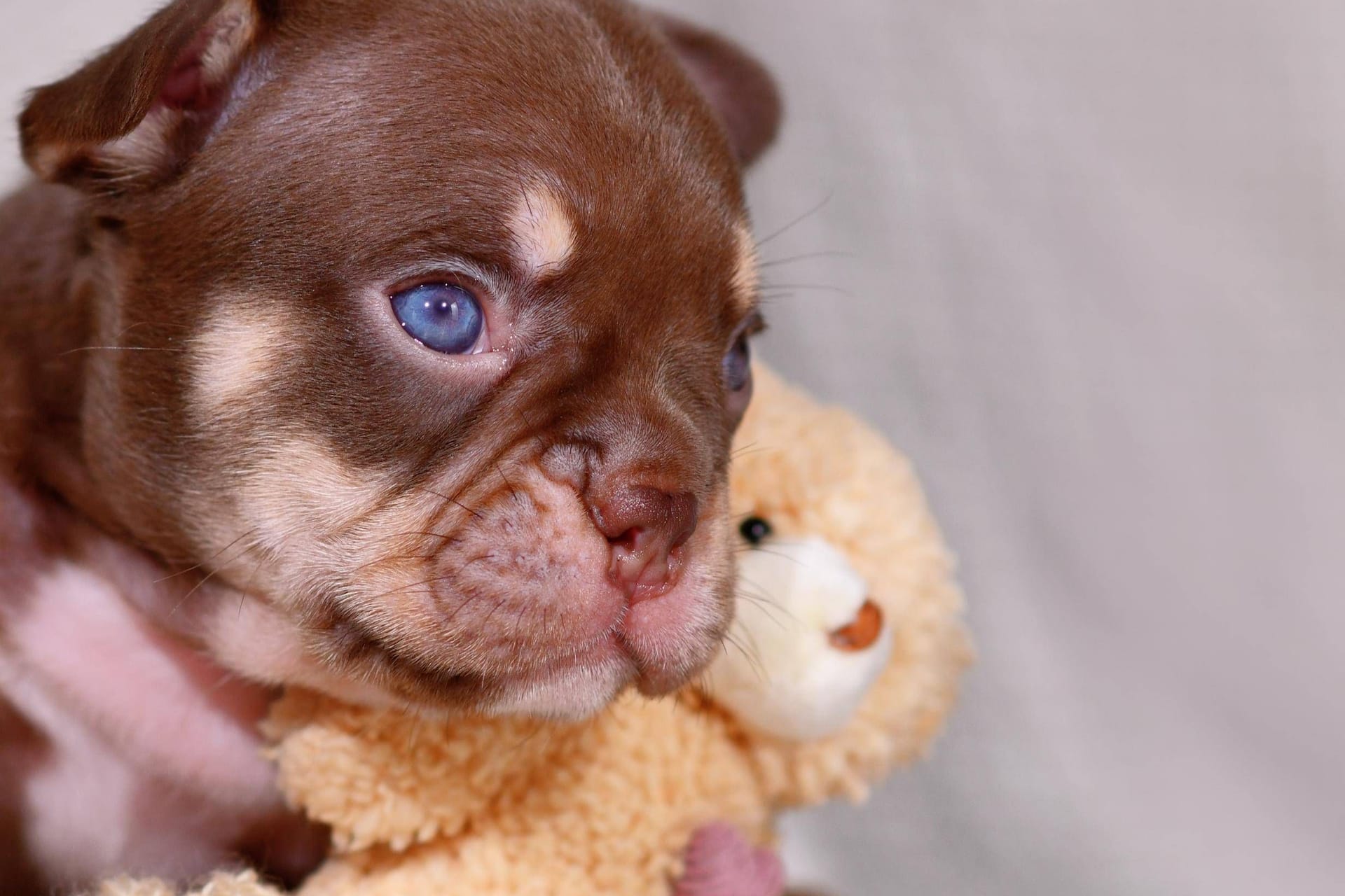 Ein Französischer Bulldoggen Welpe (Archivbild): Niedersachsen will zukünftig gegen sogenannte Qualzuchten vorgehen.