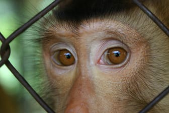 Ein eingesperrter Makaken-Affe (Symbolfoto): "Das Leid in den Laboren muss ein Ende haben!“, fordern die Tierschützer.