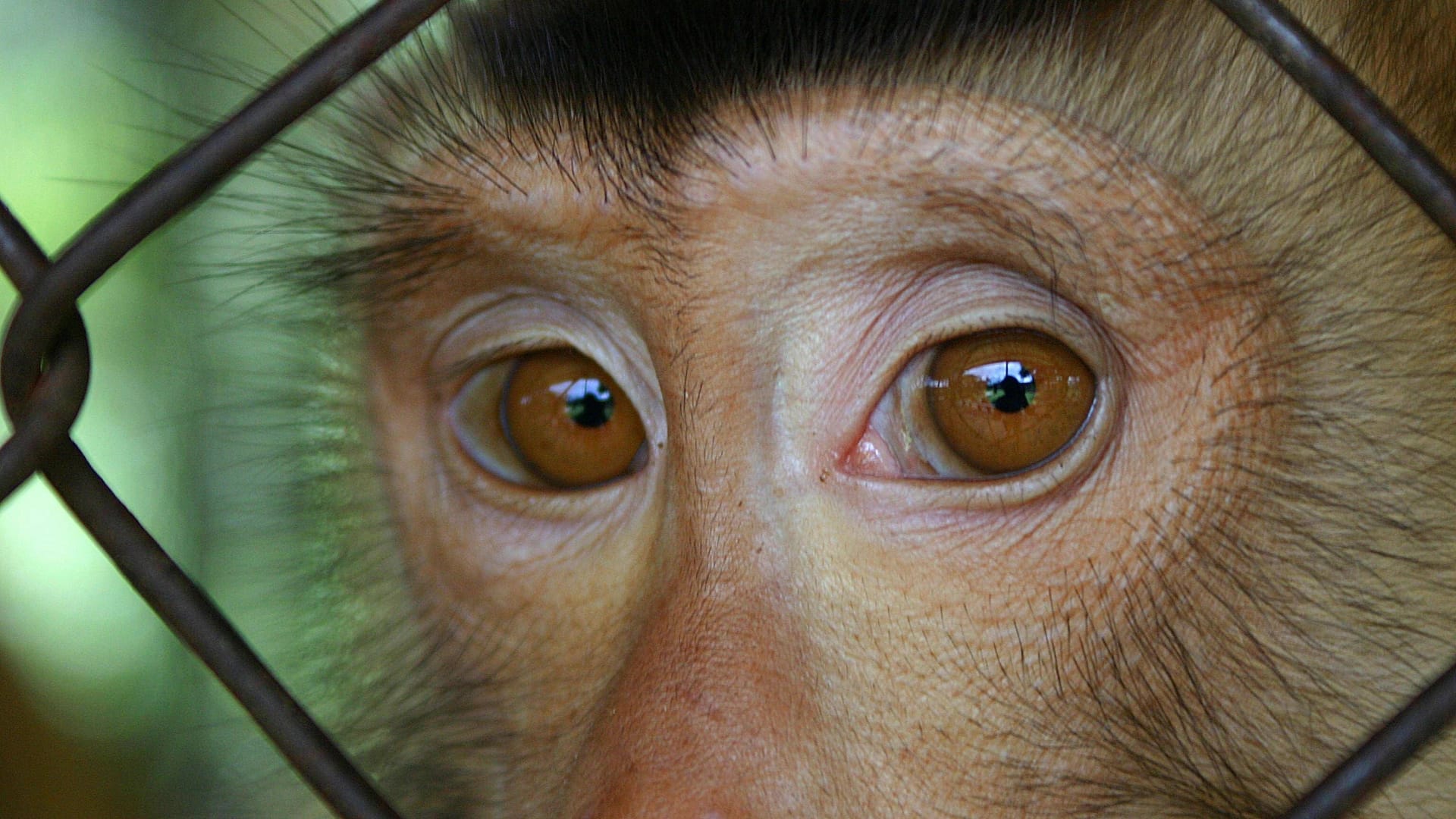 Ein eingesperrter Makaken-Affe (Symbolfoto): "Das Leid in den Laboren muss ein Ende haben!“, fordern die Tierschützer.