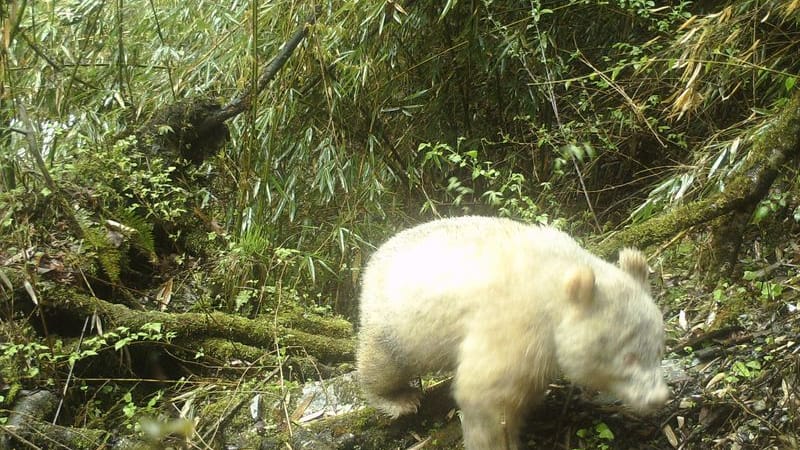 Albino-Panda in China: Dieses Bild schoss eine Infrarotkamera 2019.