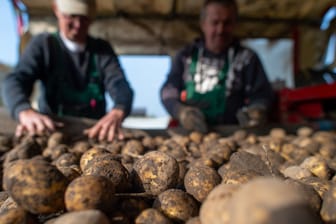 Wetter hat Folgen für Kartoffelernte