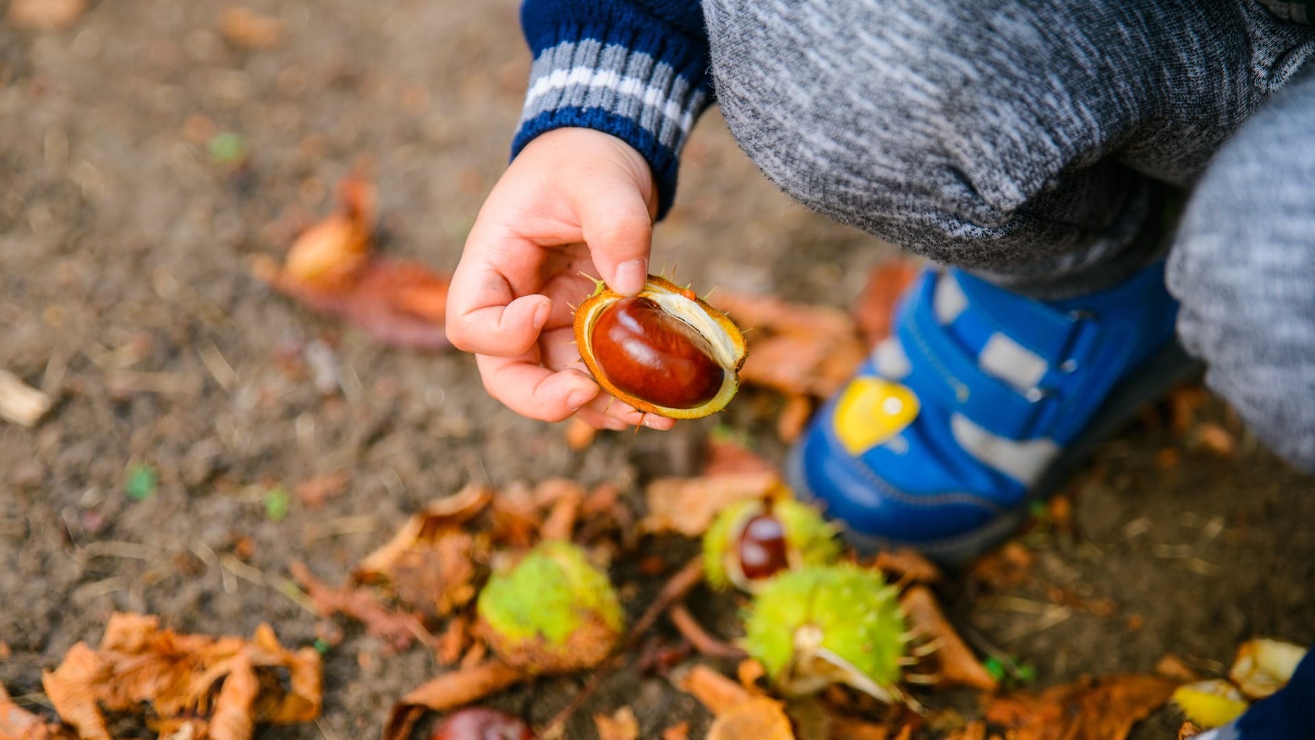 Kinder können für das Kastaniensammeln belohnt werden: Frankfurt am Main bietet ein kleines Taschengeld gegen gesammelte Kastanien für Fütterungszwecke