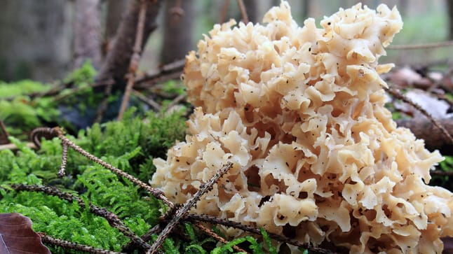 Krause Glucke zubereiten: So wird der Pilz besonders lecker