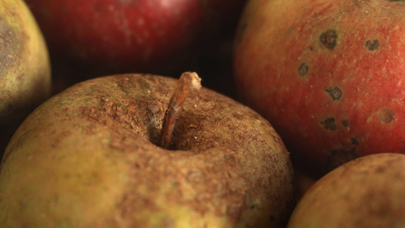 Apfelschorf: Obst aus dem Eigenanbau sieht meist nicht so makellos aus, wie aus dem Supermarkt.