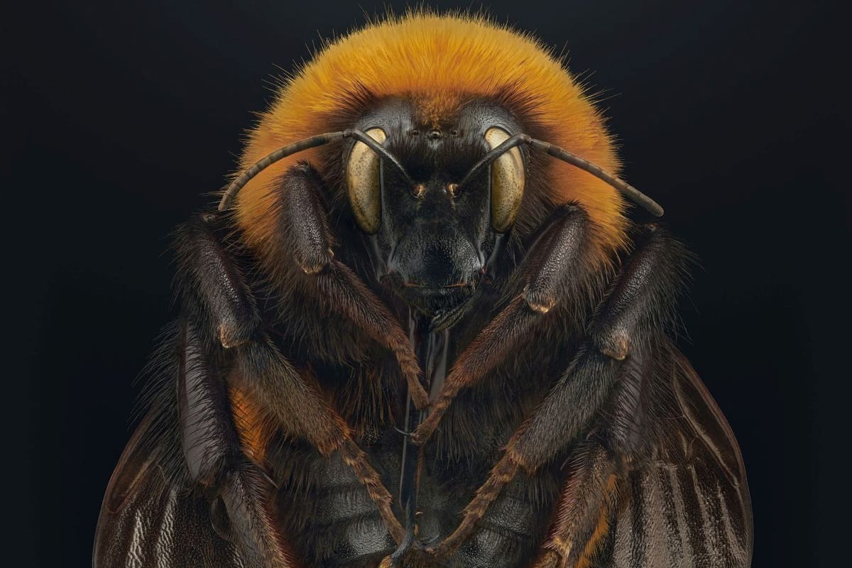 Patagonische Riesen-Hummel: Auch sie ist in der Ausstellung "Extinct & Endangered" zu sehen.