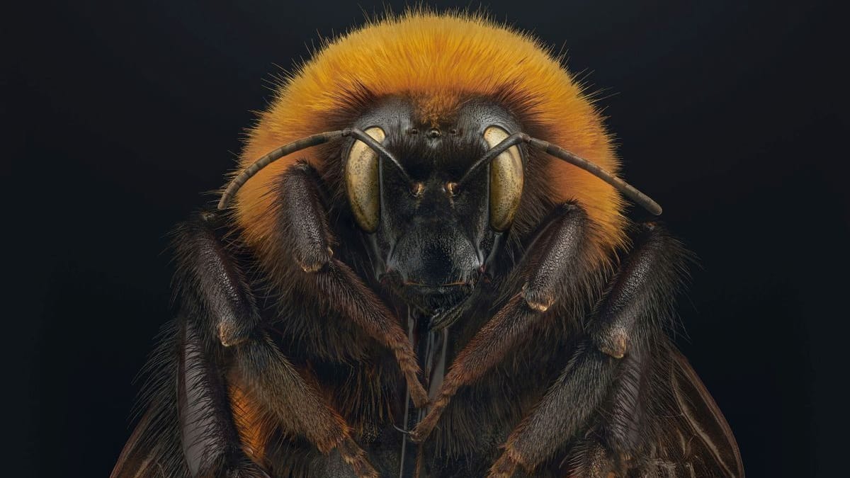 Patagonische Riesen-Hummel: Auch sie ist in der Ausstellung "Extinct & Endangered" zu sehen.