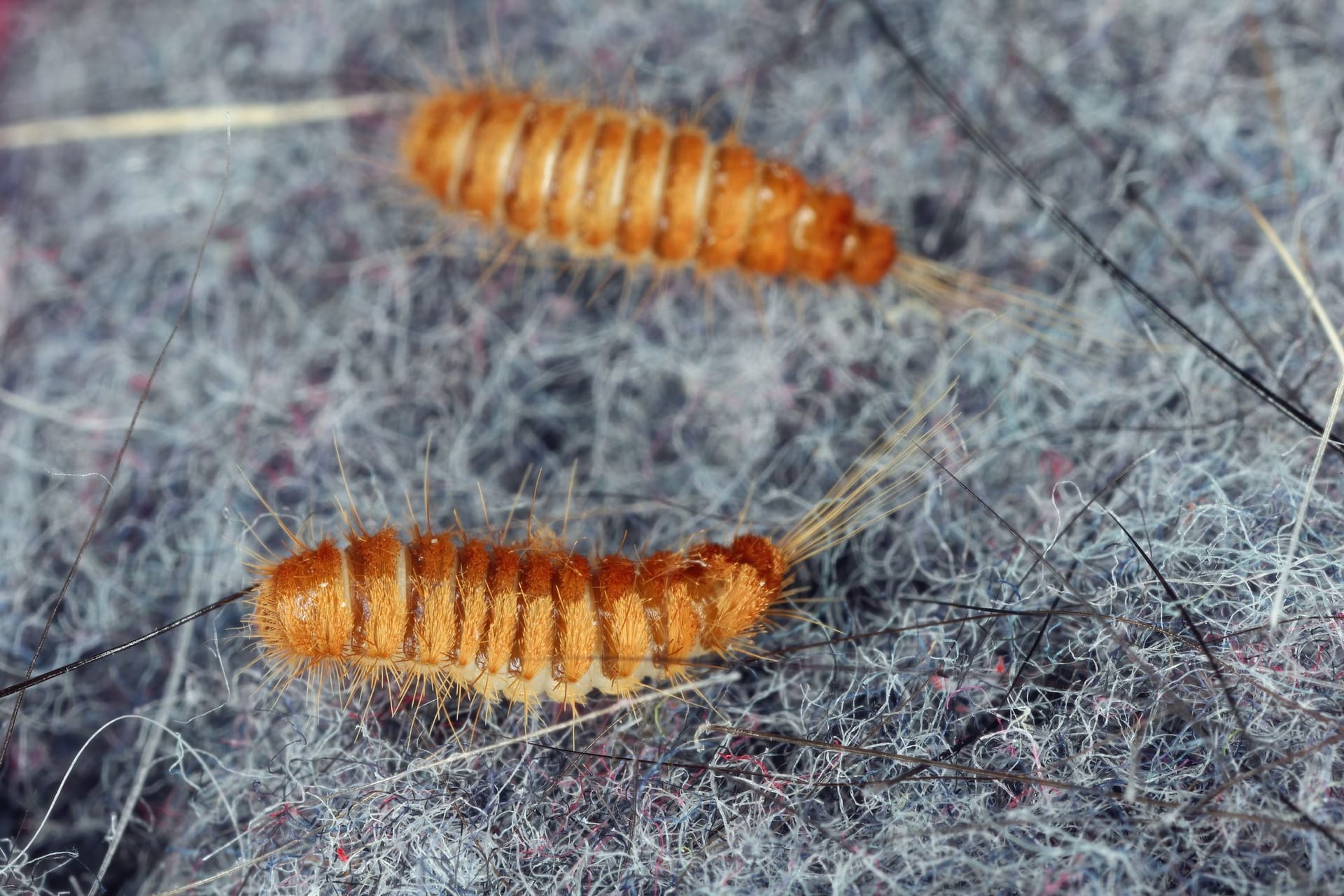 Teppichkäfer-Larven erkennen Sie an ihrem haarigen Körper.