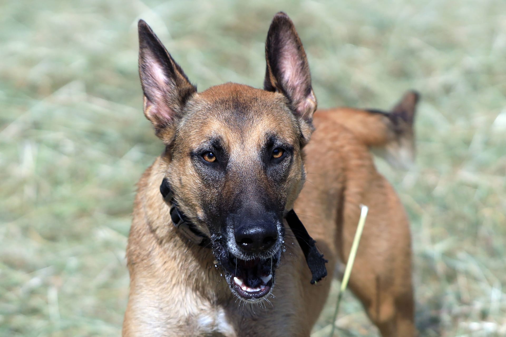 Ein aggressiver Belgischer Schäferhund.