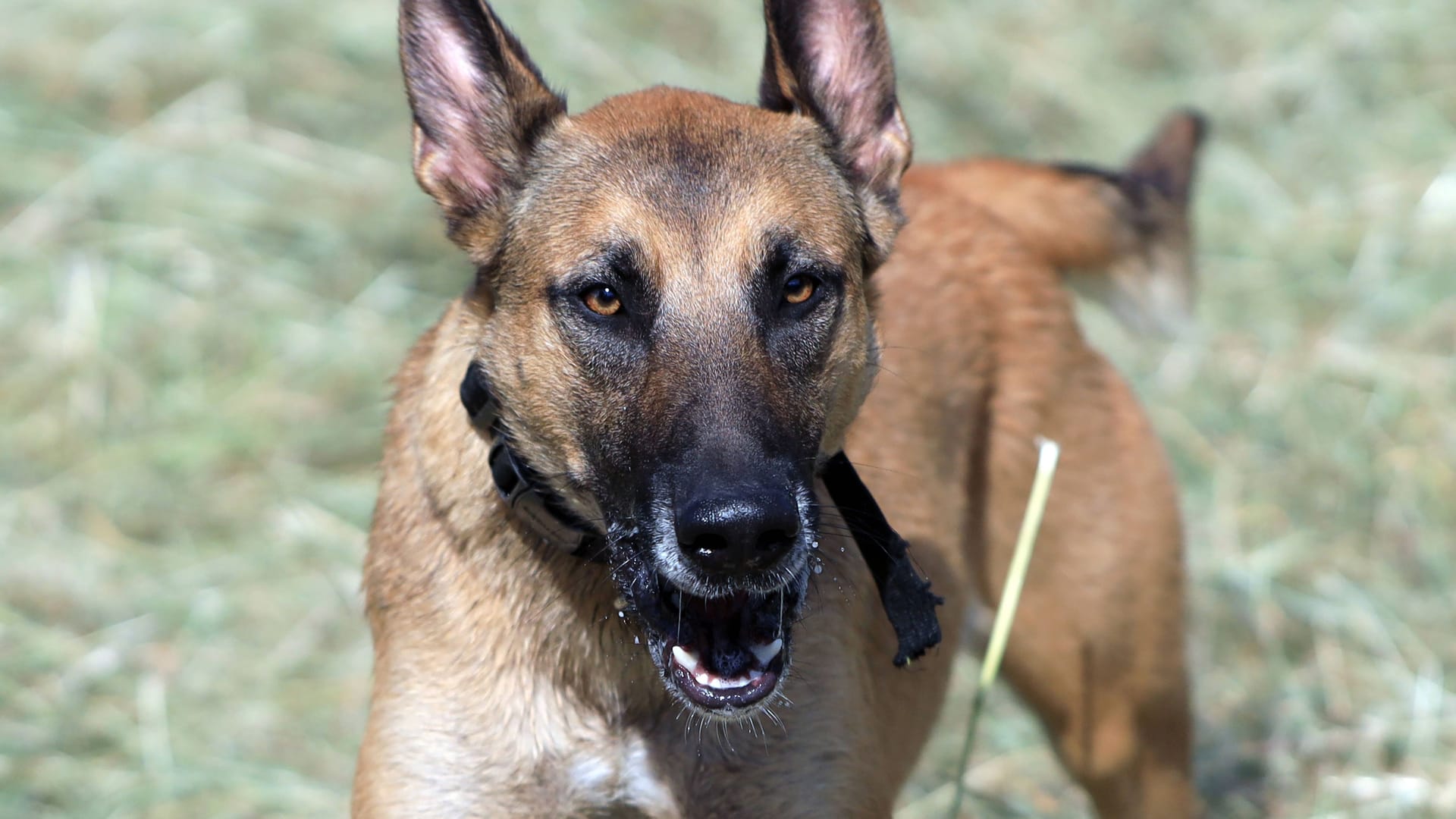 Ein aggressiver Belgischer Schäferhund.