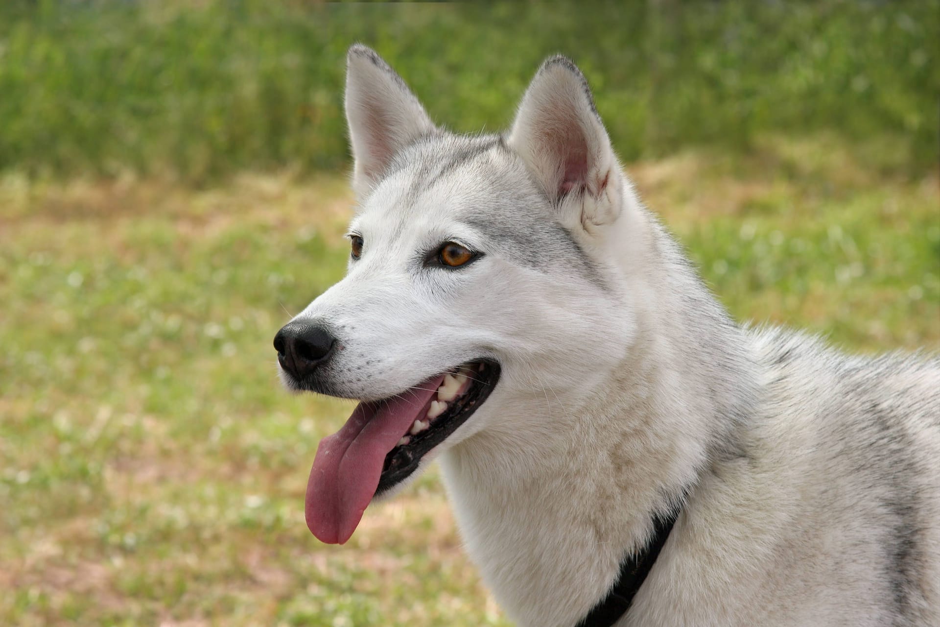 Ein Husky (Symbolbild): Eine Hündin in den USA genoss ein Heavy-Metal-Konzert.