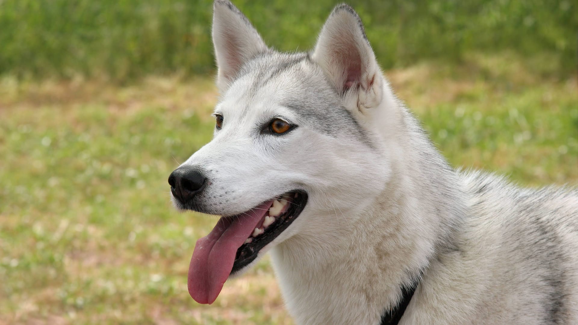 Ein Husky (Symbolbild): Eine Hündin in den USA genoss ein Heavy-Metal-Konzert.